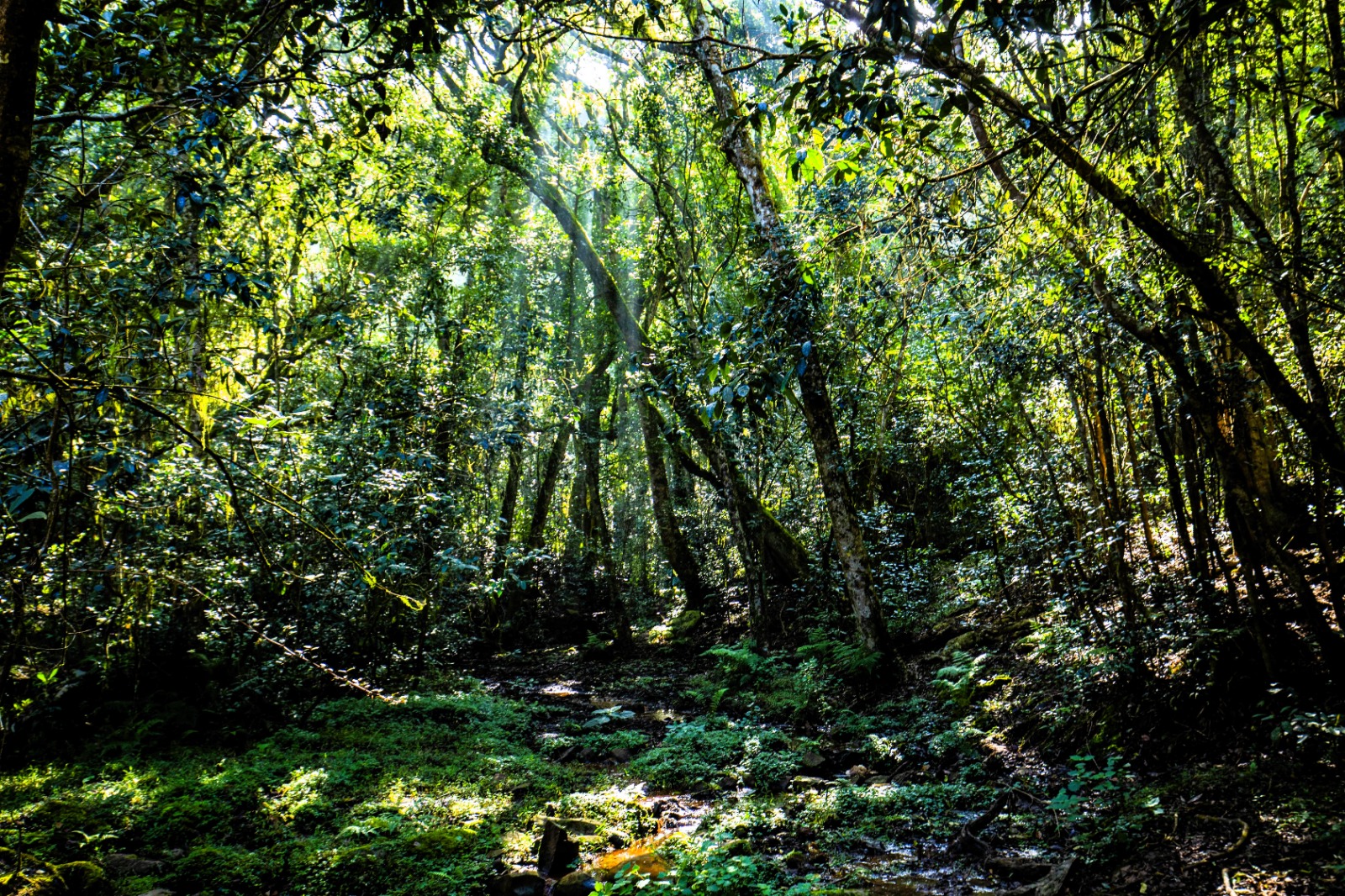 Sunlight filtering through the dense evergreen canopy of Longwood Shola Reserve Forest